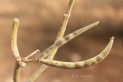 Sarcostemma intermedium